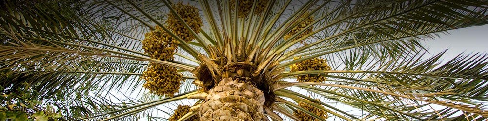 About AgroBH - Bahrain Agriculture